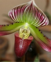 Paph Yi-Yang Morning Sun